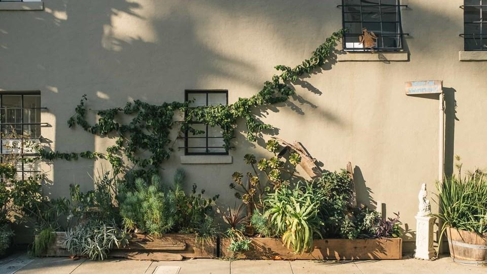 A wall with green climbing plants and several potted plants arranged in a wooden planter. Two windows with black frames are visible, and sunlight casts shadows on the wall. A small statue is near the plants.