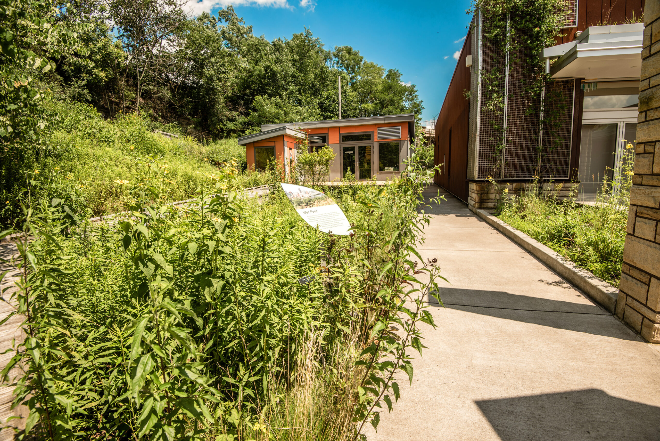 A pathway surrounded by tall greenery leads to a modern building with large windows. On the left, there is a sign near the plants.